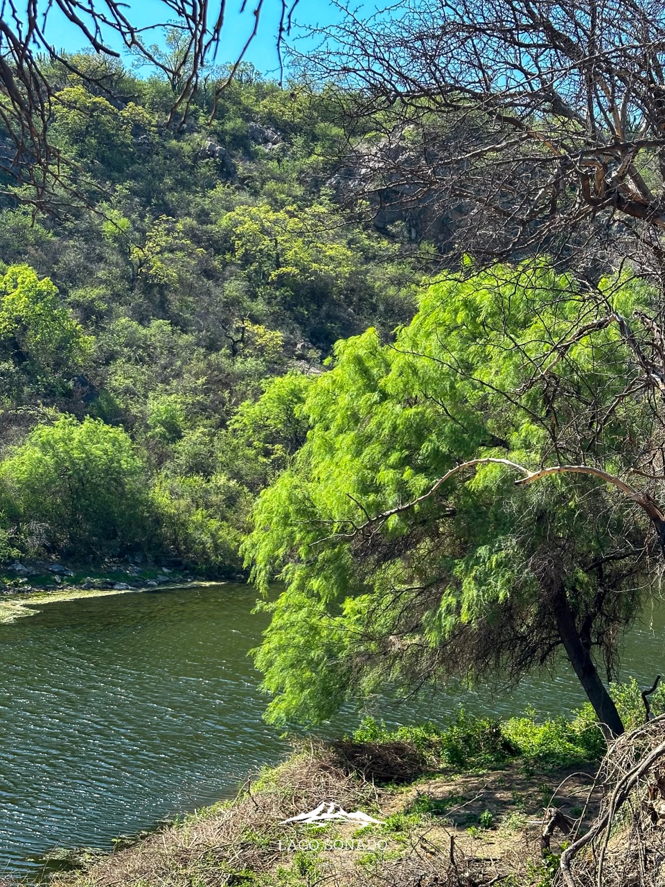 Orilla del lago con vegetación nativa